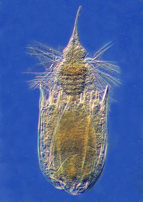 Loricifera, un nuevo phylum de invertebrados