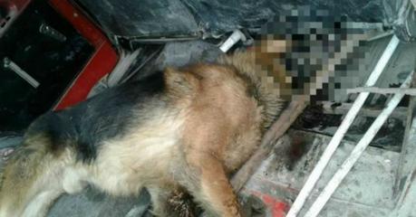 Perro le salva la vida a su dueña y ella lo deja morir en plena calle