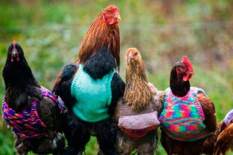 Pitas, pitas, pitas,…