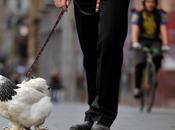 Pitas, pitas, pitas,…