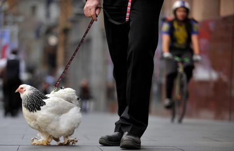 Pitas, pitas, pitas,…