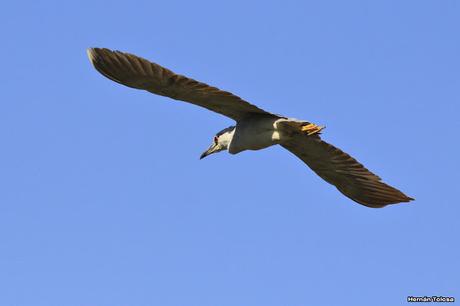 Una bruja volando