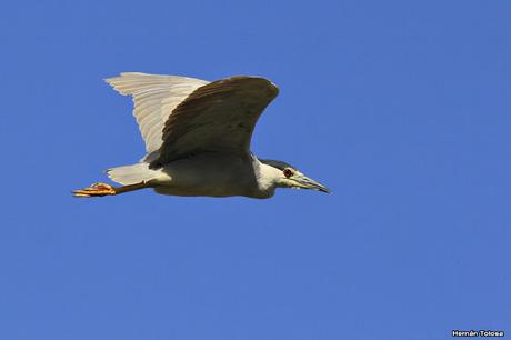 Una bruja volando