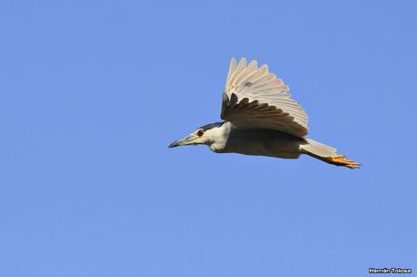 Una bruja volando