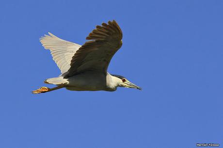 Una bruja volando