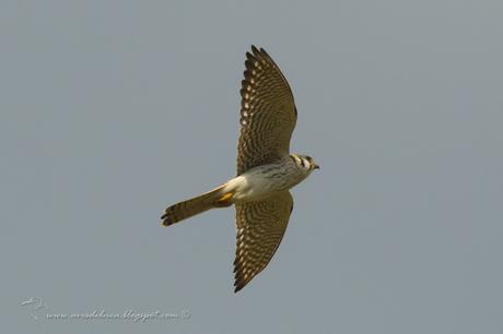 Halconcito colorado (American Kestrel) Falco sparverius