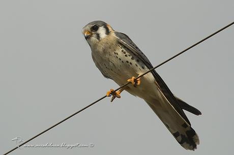 Halconcito colorado (American Kestrel) Falco sparverius