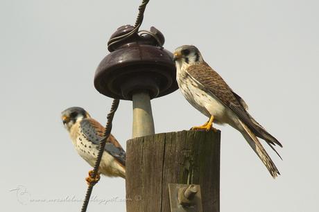 Halconcito colorado (American Kestrel) Falco sparverius