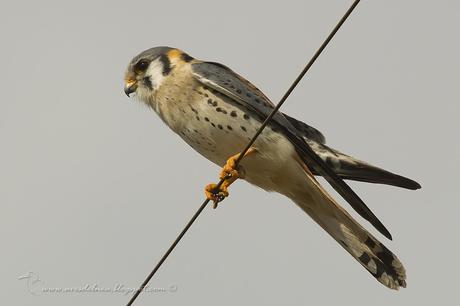 Halconcito colorado (American Kestrel) Falco sparverius