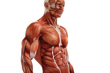 Los diferentes tipos de fibras musculares y sus funciones