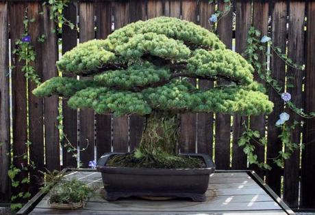 Bonsai de 391 años