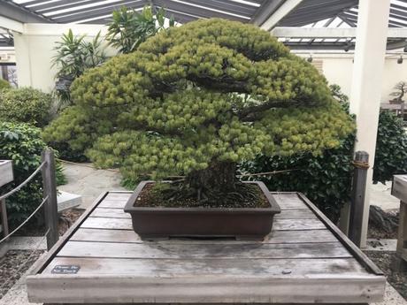 Bonsai de 391 años que sobrevivo a Hirosima