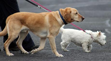 3 consejos para el éxito si quieres tener un segundo perro en casa