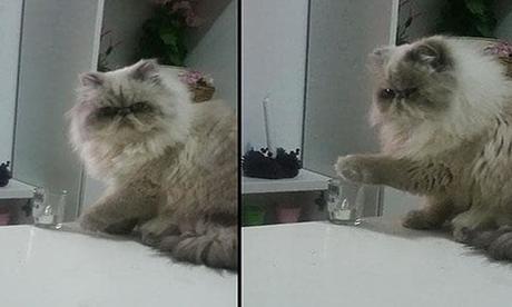 Gatos y comportamiento. Razones por las que hacen todo eso que te vuelve loco