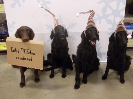 perros arruinando la navidad perros arruinando la navidad