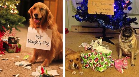perros arruinando la navidad