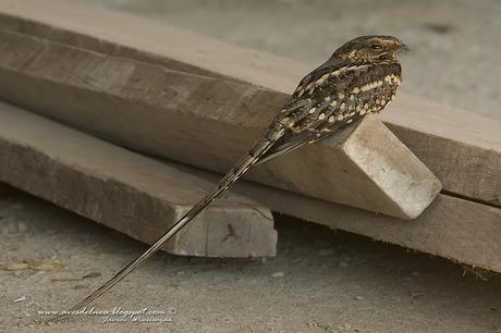 Atajacaminos tijera (Scissor-tailded Nightjar) Hydropsalis torquata