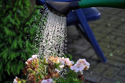 Cómo cuidar las plantas de interior