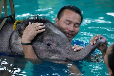 Pequeña elefanta mutilada vuelve a caminar gracias a tratamiento en una piscina [Video]