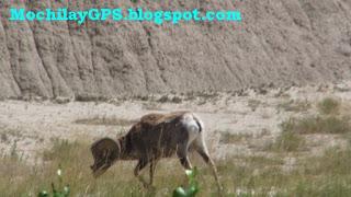 Parque Nacional Badlands (Viaje por el Noroeste de los EEUU VII)