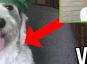 Liked YouTube: Fernanfloo Racionando CURLY Bambiel