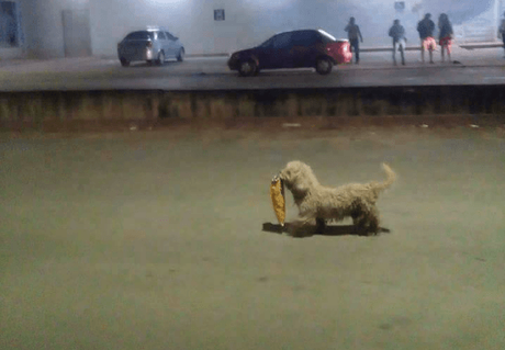 Sorprenden a perrito participando en saqueos