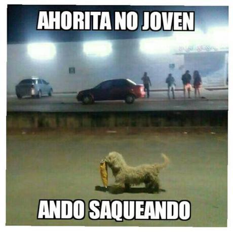 Sorprenden a perrito participando en saqueos