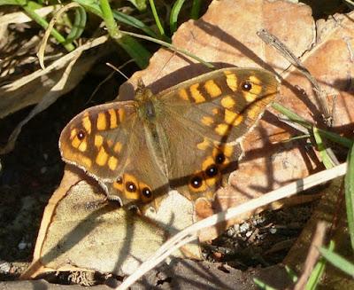 La mariposa resistente