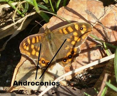 La mariposa resistente