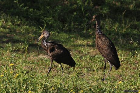 Familia de carau