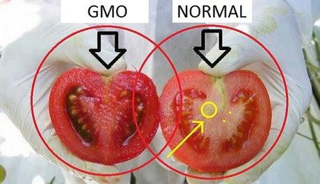 Estamos envenenándonos: Cómo reconocer los tomates GMO en dos fáciles pasos