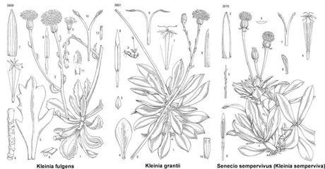 Kleinia grantii syn Senecio grantii