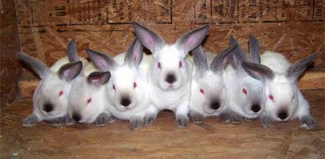 Conejos Californianos: Una Raza De La Que Vale La Pena Aprender!
