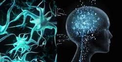 Redes neuronales: quizá no tan cerca del cerebro humano