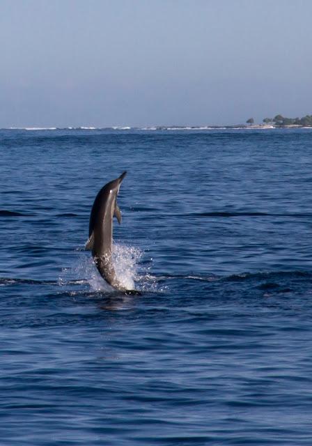 Big Island, viendo crecer el mundo