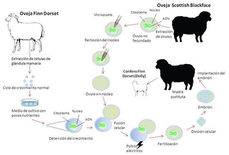 ovejas-clonadas