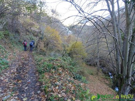 Bosque zona boscosa por el Valle del Coto de la Pola