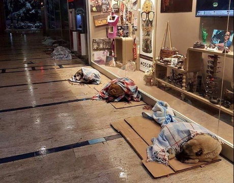 Permiten a perros callejeros dormir dentro de centros comerciales en Estambul