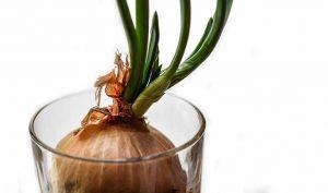 Acaba con la bronquitis con cebolla Acaba con la bronquitis con cebolla