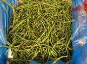 Salicornia