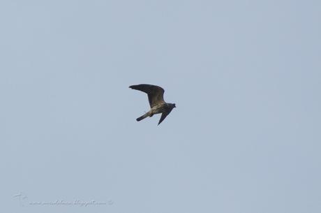 Milano boreal (Mississippi Kite) Ictinia mississippiensis