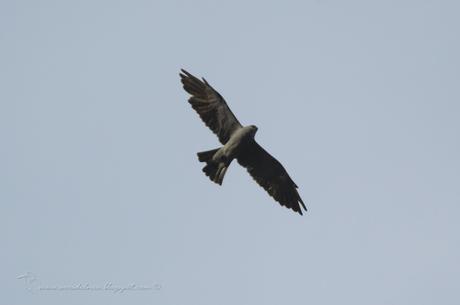 Milano boreal (Mississippi Kite) Ictinia mississippiensis