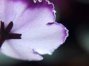 interioridad Carmelo, Revista Espiritualidad