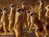 Este pájaro roba comida Suricatos engañandolos truco