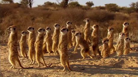 Image result for meerkats