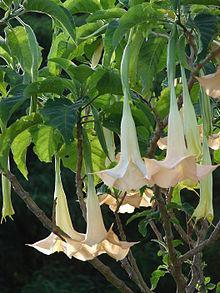 220px-Starr_070112-3362_Brugmansia_x_candida