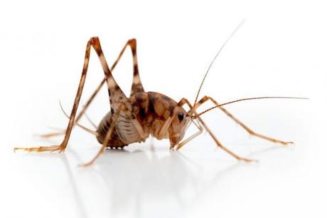 El grillo araña: El insecto en tu casa que te puede comer vivo