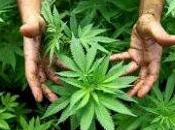 Drogas psicodélicas beneficios psique humana