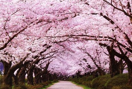 “Sakura. Diccionario de cultura japonesa”, de James Flath, Ana Orenga, Carlos Rubio y Hiroto Ueda