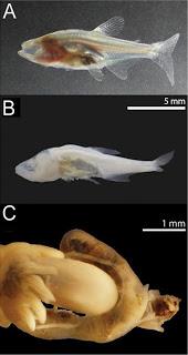 Trabajo sobre peces cavernícolas de México